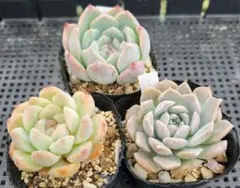 エケベリア3品種セット✿多肉植物✿寄せ植えにものサムネイル