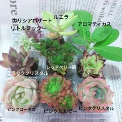 色鮮やか多肉セット！プラグ苗6つ+セダム　 寄せ植え 10種セット エケベリアのサムネイル