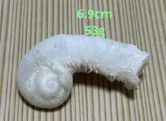 レア極上品 PA171虫入り琥珀化石 ミャンマーカムティかタナイ9900万年
