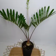 2025年最新】ザミア フロリダーナの人気アイテム - メルカリ