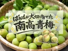 ⭕フードロス価格！宮崎県産 無農薬 福じいちゃんの 青梅 箱込み10キロ