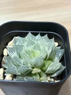 【特価‼︎】　ハオルチア　白蛇伝　カット苗①のサムネイル