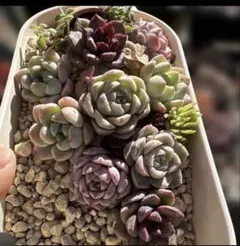 エケベリア 寄せ植えセット　抜き苗セット　多肉　韓国苗　サボテン