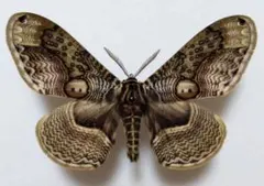 美品！　セクロピアサン　メス　蛾　標本 female-cecropia-moth-