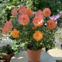 河田しな様 リクエスト 2点 まとめ商品