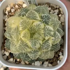 多肉植物 ハオルチア 白妙万象錦 極上斑 多肉植物 ハオルチア 白妙万象錦 極上斑 - メルカリ