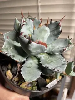 2025年最新】イシスメンシス ハイブリッドの人気アイテム - メルカリ