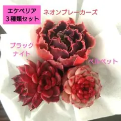 Yumi様 リクエスト 2点 まとめ商品