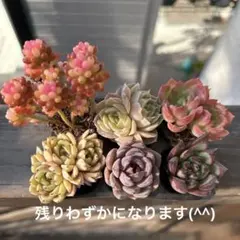 こほん堂様 リクエスト 3点 まとめ商品