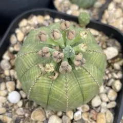 【種子 5粒】ユーフォルビア オベサのサムネイル