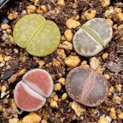 kou様 リクエスト 4点 まとめ商品