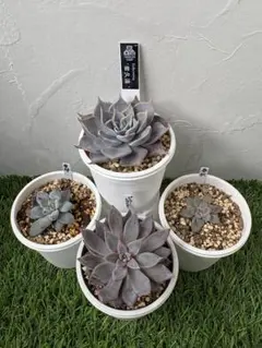 ㉜大きめ 優木園さん苗 桃くま❣️群青蓮花❣️伊弉諾❣️発根済5苗メルカリ便込 ㉜大きめ 優木園さん苗 桃くま❣️群青蓮花❣️伊弉諾❣️