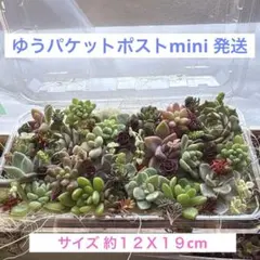 多肉植物☆カット苗☆詰め合わせセット☆。.:＊・゜