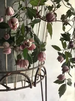 オーダー専用ページ