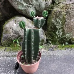 필라 선인장 모종