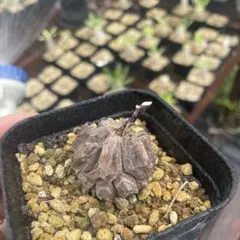 亀甲竜のサムネイル