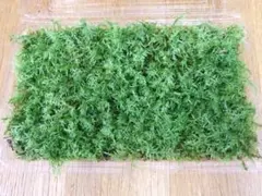 sato様 リクエスト 5点 まとめ商品