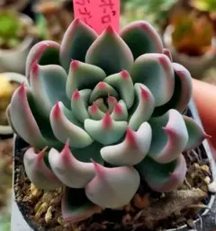 2025年最新】多肉植物 葉挿しの人気アイテム - メルカリ