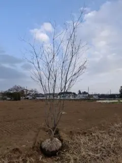 2026年最新】山取りの人気アイテム - メルカリ