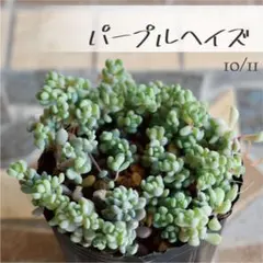 多肉植物【パープルヘイズ】セダム ポットごと or 抜き苗 6㎝ポット
