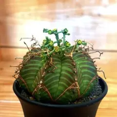 多肉植物 ユーフォルビア 13稜バリダ(国内実生苗です) - メルカリ