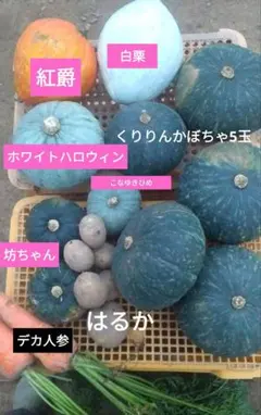 くりりんかぼちゃ:5玉白栗 ホワイトハロウィン紅爵 坊ちゃんこなゆきひめ他野菜