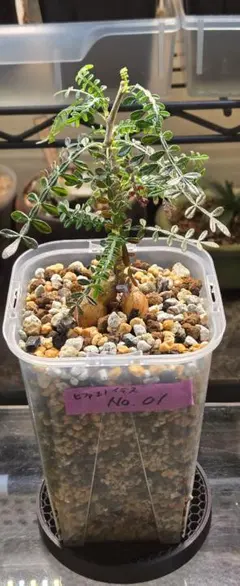 2026年最新】オペルクリカリア ヒファエノイデスの人気アイテム - メルカリ