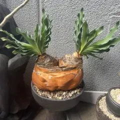 セール！！！　ブーファン　ハエマンソイデス　塊根幅約20センチ！ 楽天市場】☆特価☆コーデックス：ブーファン ハエマンソイデス