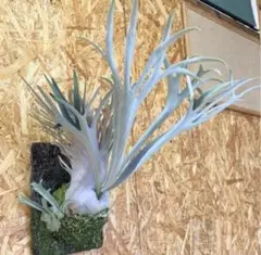 2025年最新】e-1 ビカクシダの人気アイテム - メルカリ