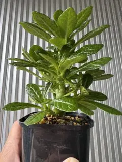 2024年8.2生まれ⭐️ドルステニアギガス実生⭐️めちゃ元気！極上美苗美品発根済 2025年最新】ドルステニア ギガスの人気アイテム - メルカリ