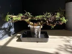 2025年最新】コミフォラ エイルの人気アイテム - メルカリ