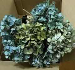 アジサイ ドライフラワー 紫〜黄緑青 大サイズ 茎有3☆7i - メルカリ