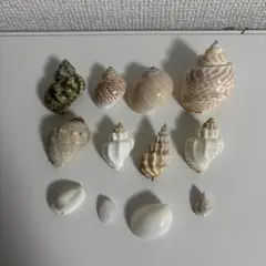 貝殻セット　ヤドカリなど