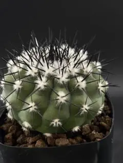 2025年最新】コピアポア 黒王丸の人気アイテム - メルカリ