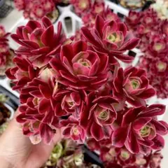 はるママ様 リクエスト 2点 まとめ商品