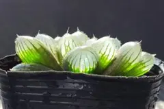 ハオルチア 大型オブツーサ×ベヌスタ 大型オブベヌ (抜き苗)