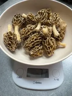 天然アミガサタケのサムネイル