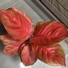 Aglaonema Cochin Original Variegated - メルカリ