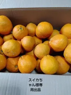 スイカちゃん様専用出品 わけあり不知火7キロ