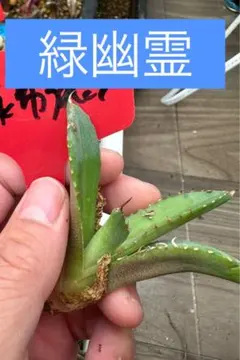 アガベ 3株セット　狼人 阿修羅 緑幽霊 Yahoo!オークション -「幽霊」(観葉植物) の落札相場・落札価格