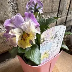 2025年最新】苗の人気アイテム - メルカリ