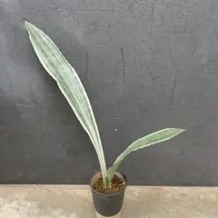 2025年最新】グイネンシスの人気アイテム - メルカリ