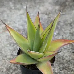 2025年最新】アガベ インプレッサの人気アイテム - メルカリ