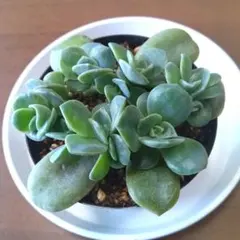 マルコ様 リクエスト 2点 まとめ商品