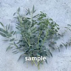 ぽこぽこ様専用