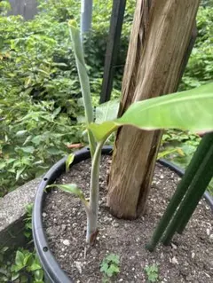 大苗100cm◇とろける甘さ☆ブルー・アイスクリームバナナ＝バナナ苗