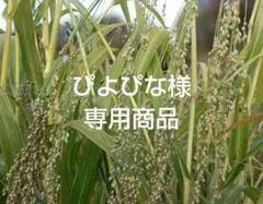 ぴよぴな様 専用商品