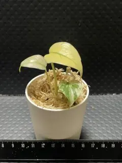 モンステラ　ホワイトモンスター①のサムネイル