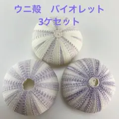 NO.68V-165 アーチン(ウニ殻) バイオレット　濃淡　3ケセット
