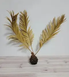 2026年最新】黄金ソテツの人気アイテム - メルカリ